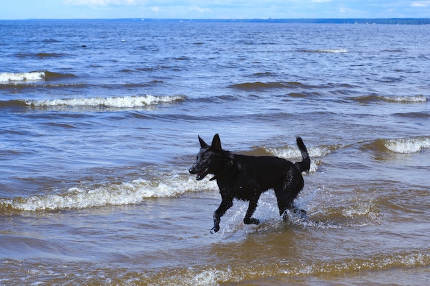 Foto um cachorro preto corre pelas águas rasas da baía.