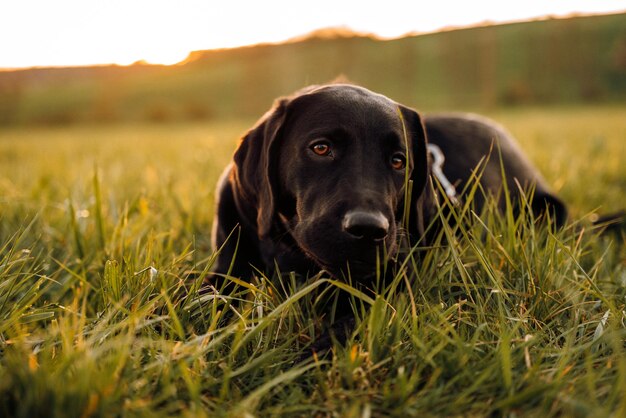 Um cachorro preto deitado na grama com o sol se pondo atrás dele