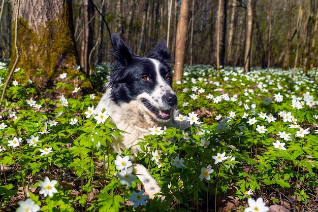 Um cachorro preto e branco está sorrindo em uma clareira de flores.