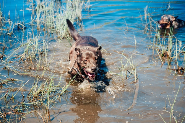 Um cachorro preto em um lago