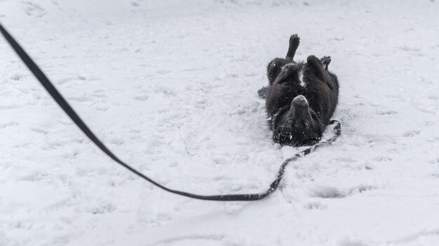 Um cachorro preto está deitado de costas na neve. Luz natural