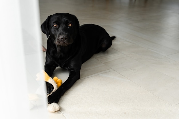 Um cachorro preto está deitado no chão e segurando um brinquedo nos dentes