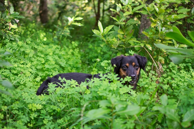 Foto um cachorro preto olhando para a câmera, entre as plantas e trevos da natureza.