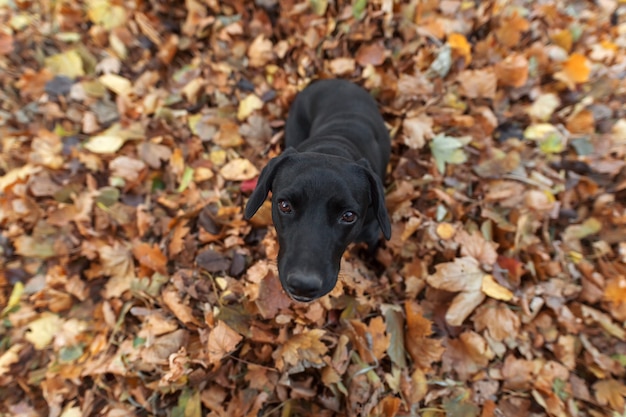 Foto um cachorro preto senta-se nas folhas no outono e olha para a câmera