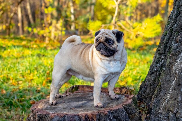 Um cachorro pug fica em um toco no parque no outono