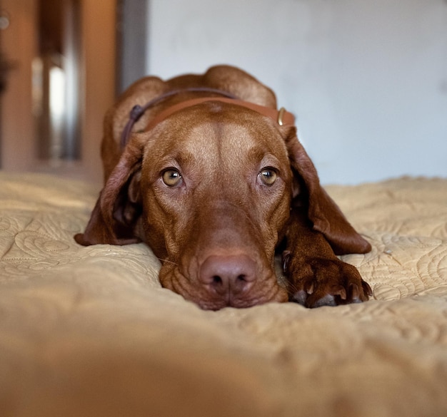 Um cachorro ruivo está deitado na cama