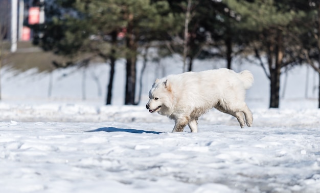 Um cachorro samoyed corre na neve no parque