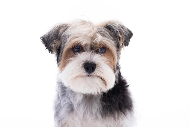 Um cachorro schnauzer com rosto preto e castanho e cabelo preto sobre um fundo branco