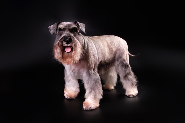 Um cachorro Schnauzer miniatura em um rack em um fundo preto depois de visitar um salão de cuidados com animais