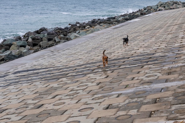 Um cachorro sem-teto está procurando um lar um cachorro solitário está procurando um dono um cachorro triste