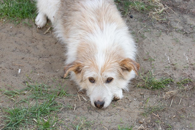 Um cachorro sem-teto mestiço marrom claro parece triste com olhos castanhos Um cachorro faminto