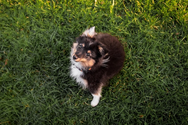 Um cachorro sentado na grama olhando para a câmera