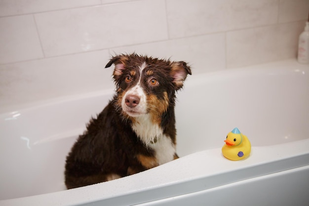 Um cachorro tomando banho com um pato de borracha