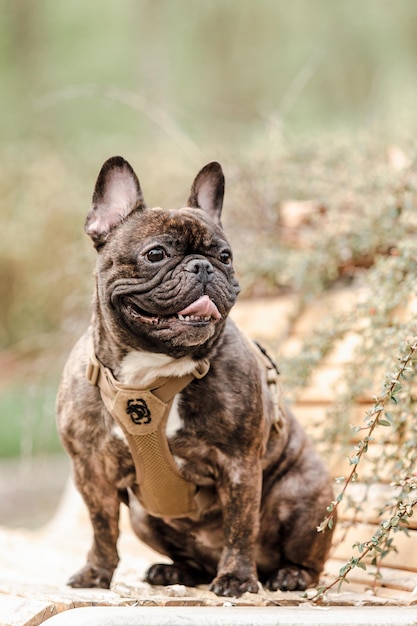 Foto um cachorro usando um arnês