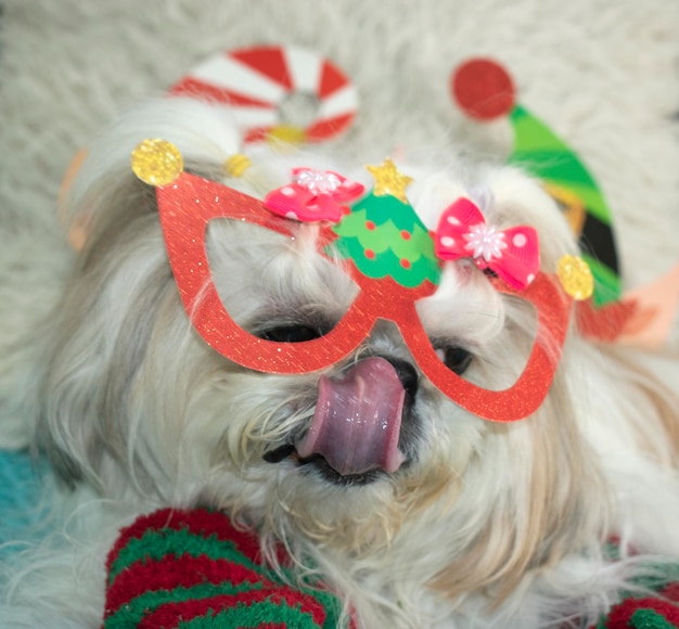 Um cachorro usando um chapéu e óculos que diz natal nele.