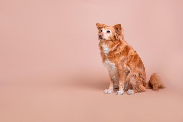 Um cachorro vermelho está sentado em um fundo rosa com as palavras 'pet' na frente.