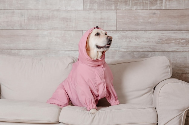 Um cachorro vestindo um moletom rosa sentado em um sofá