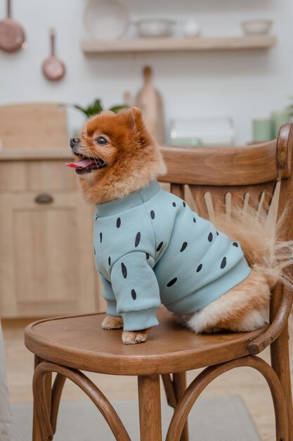 Um cachorro vestindo um suéter azul com bolinhas pretas está sentado em uma cadeira de madeira.