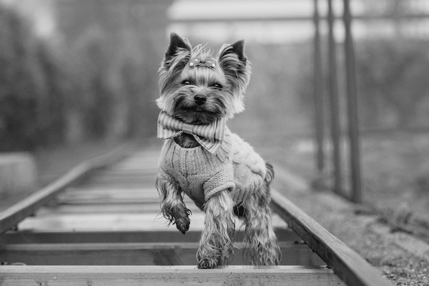 Um cachorro vestindo um suéter que diz yorkshire terrier nele.