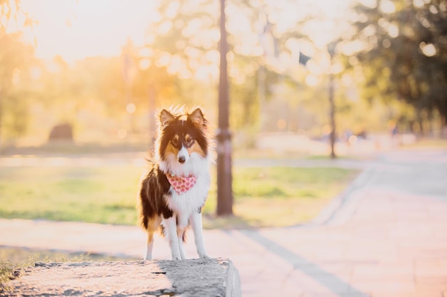 Um cachorro vestindo uma bandana está em uma borda em um parque.