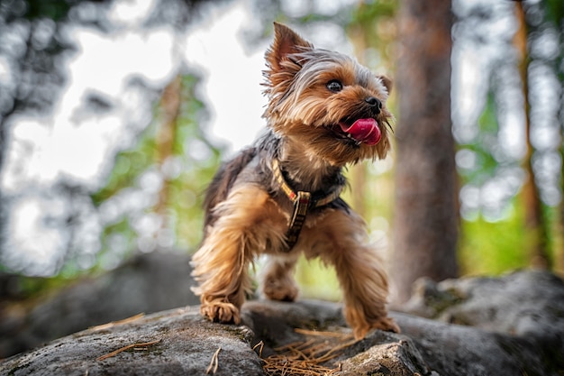 Um cachorro Yorkshire terrier caminha em uma floresta rochosa