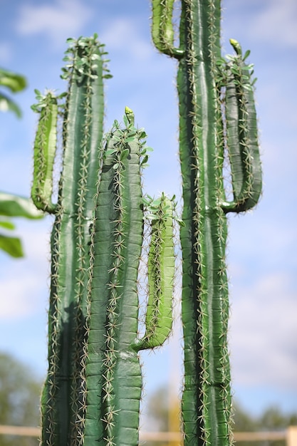 Um cacto alto contra o céu. Cacto verde no verão.