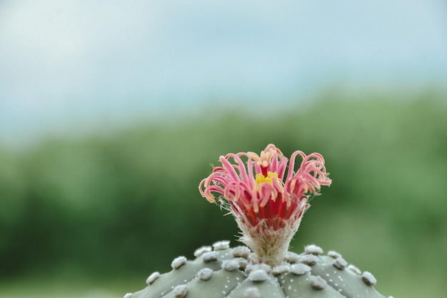 Um cacto com uma flor rosa que tem um centro amarelo.