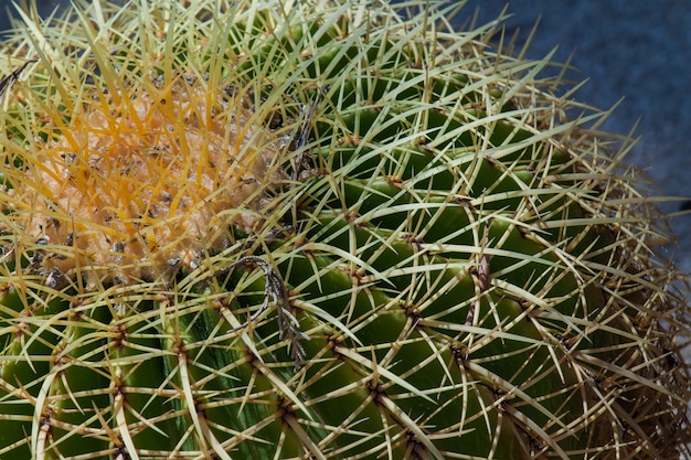 Um cacto de barril dourado plantado no deserto