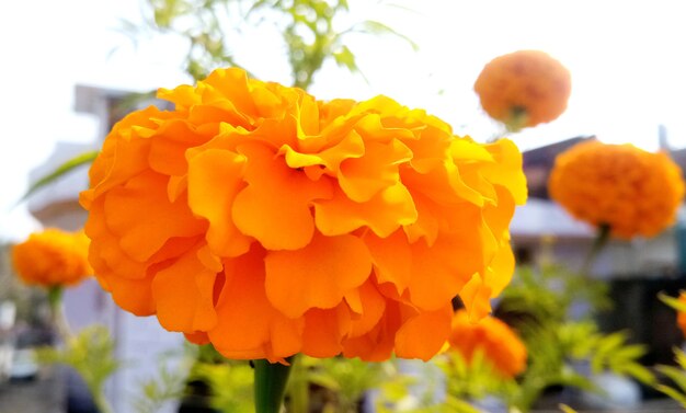 Um calêndula amarelo e laranja floresce no jardim