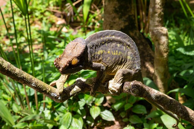 Um camaleão colorido em um galho de um parque nacional na ilha de Madagascar