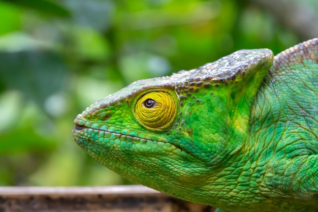 Um camaleão em close-up em um parque nacional em Madagascar