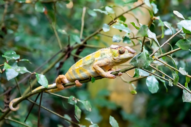 Foto um camaleão em cores disfarçadas no zoo zurich switzerland