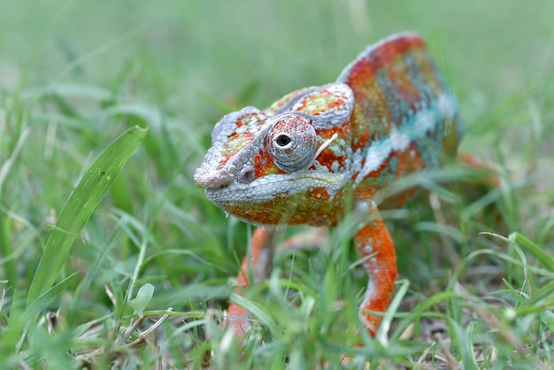 Foto um camaleão está andando pela grama.