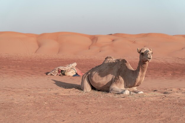 Foto um camelo a arrefecer no deserto.