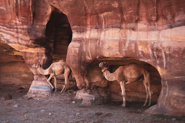 Um camelo corcunda em cavernas nas montanhas do deserto de Petra, na Jordânia