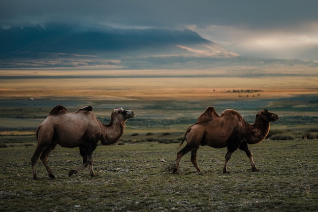 Um camelo pasta na estepe das montanhas de altai
