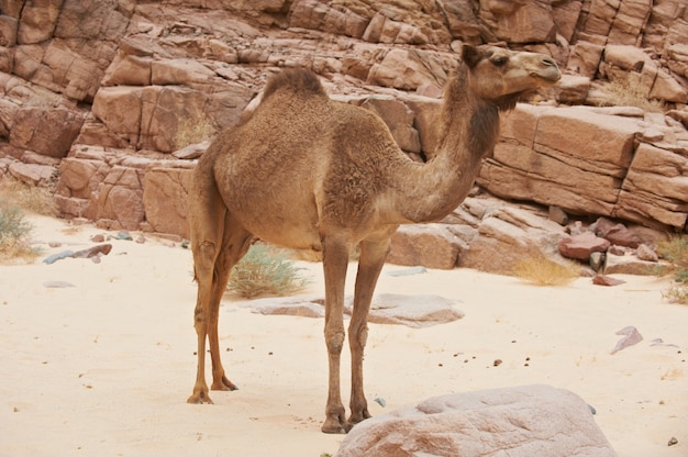 Um camelo selvagem no deserto do Sinai