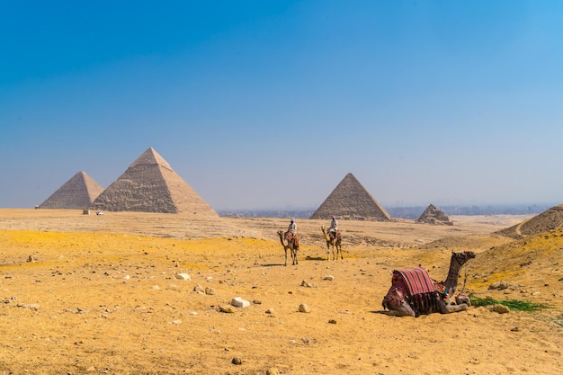 Um camelo sentado e homens em camelos ao fundo nas pirâmides de gizé