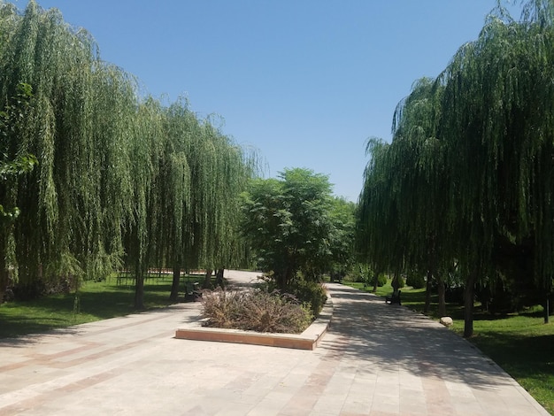 Um caminho através de um parque com árvores e um céu azul