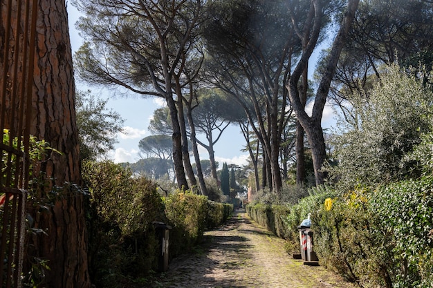 Um caminho através de uma floresta com árvores e arbustos