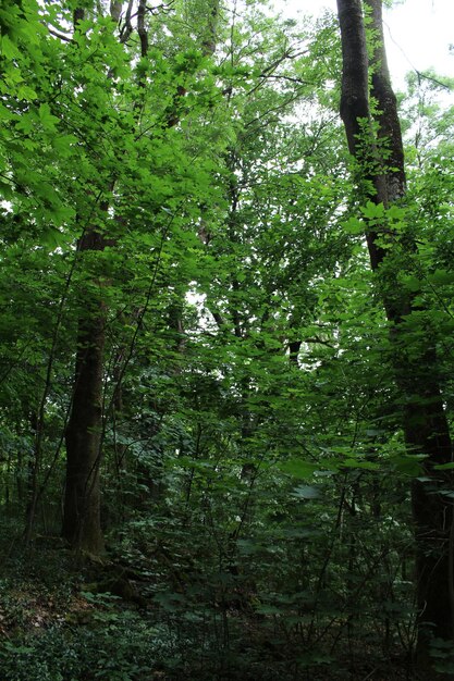 Um caminho através de uma floresta