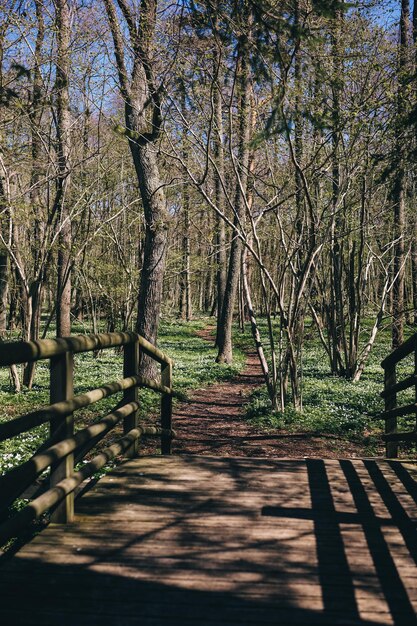 Um caminho atravessando uma floresta de primavera coberta de anêmonas de madeira