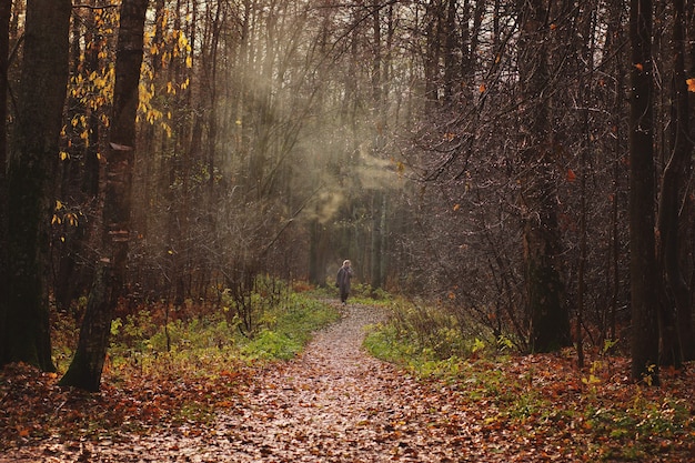Um caminho coberto de folhas caídas vai para longe na floresta de outono com névoa nebulosa, uma garota caminha ao longo dele.
