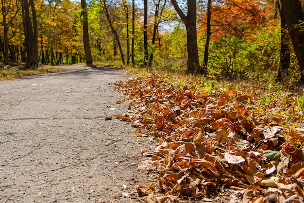 Um caminho de asfalto no parque coberto de folhas caídas de outono em um dia ensolarado.