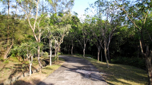 Um caminho de concreto na floresta com árvores à esquerda e à direita Um jardim ou floresta