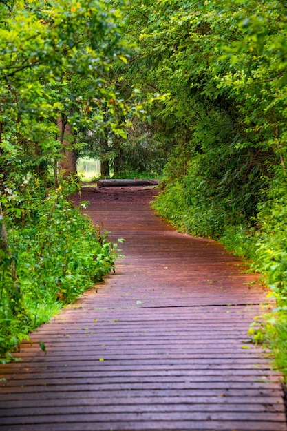 Um caminho de madeira que leva através de uma floresta