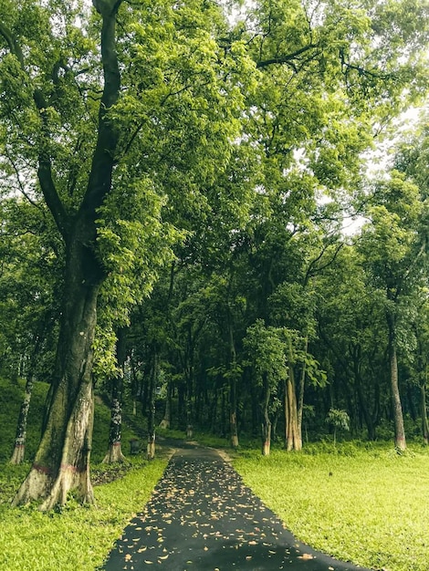 Um caminho em um parque com árvores