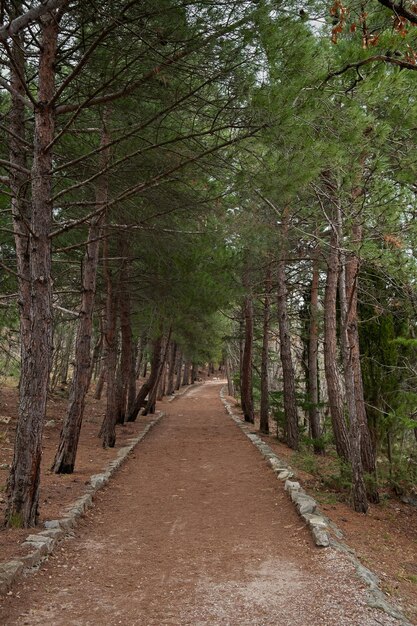 Um caminho em uma floresta de pinheiros. Dia ensolarado de outono na floresta. Um caminho vazio sem pessoas.