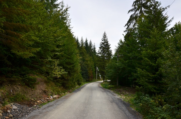 Um caminho em uma floresta selvagem. Paisagem da floresta no início do outono