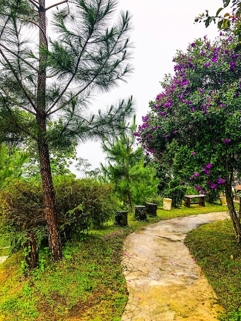 Um caminho entre as árvores com flores roxas